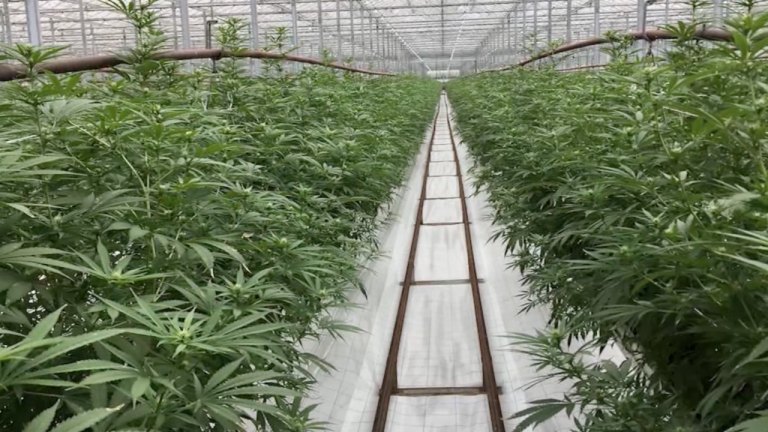hemp dispensaries